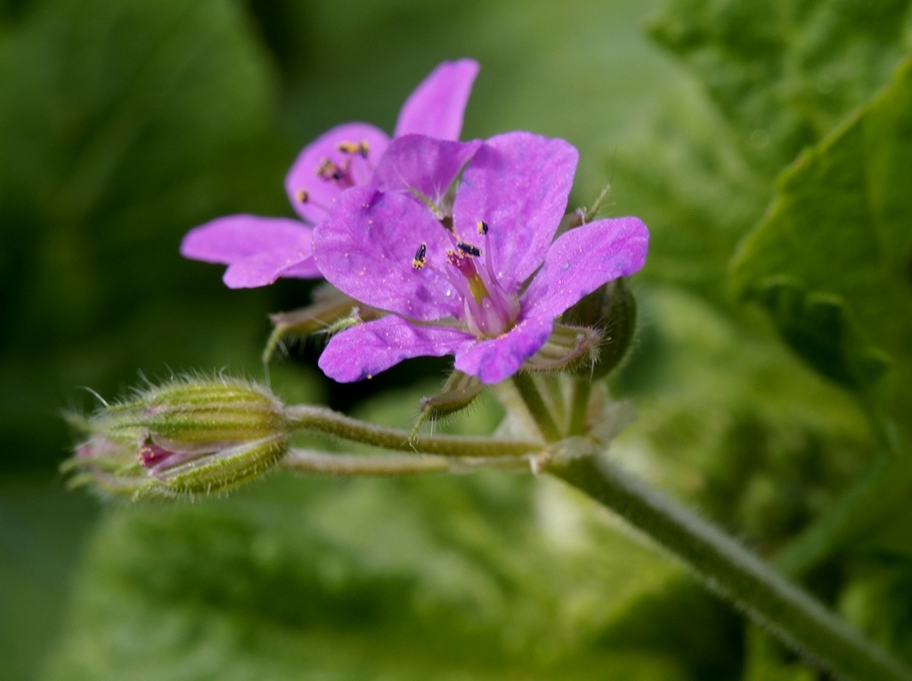 Erodium malacoides
