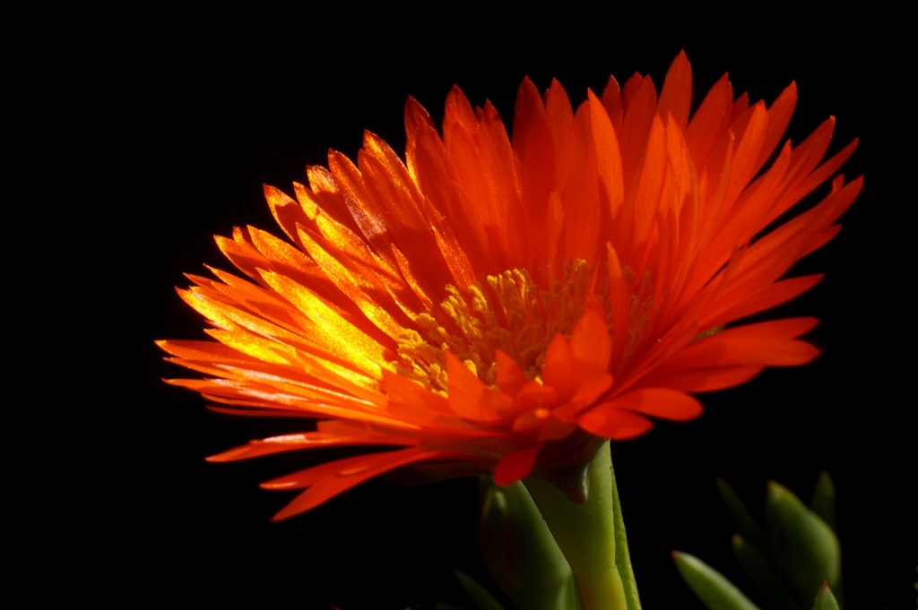 Aizoacea 3