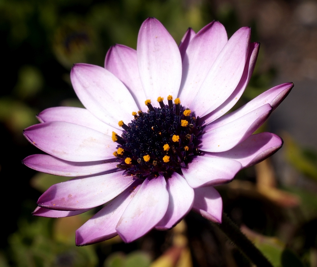 Gerbera
