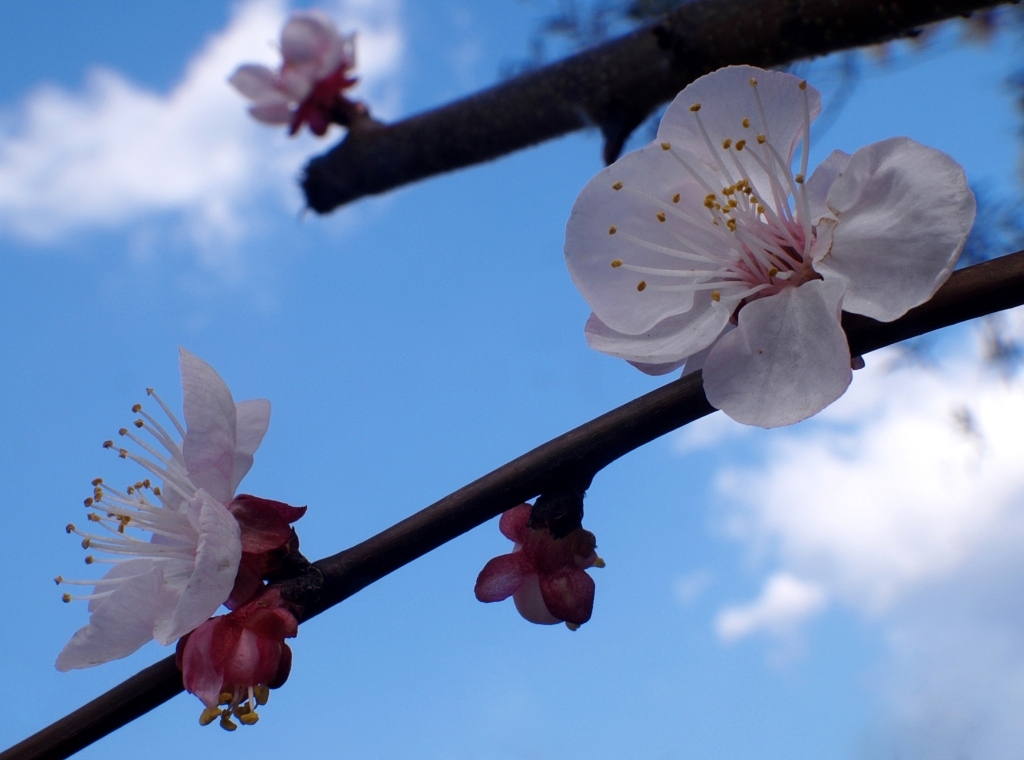 Prunus armeniaca