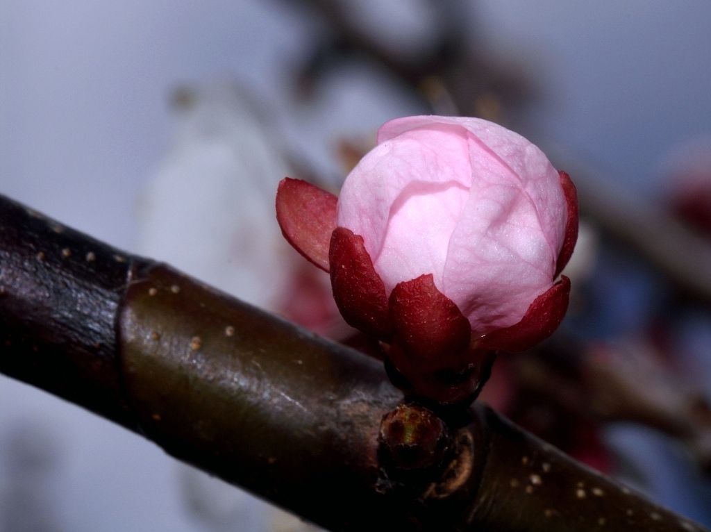 Prunus armeniaca (bocciolo)