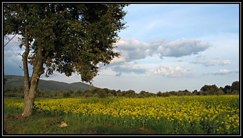 Provenza in fiore