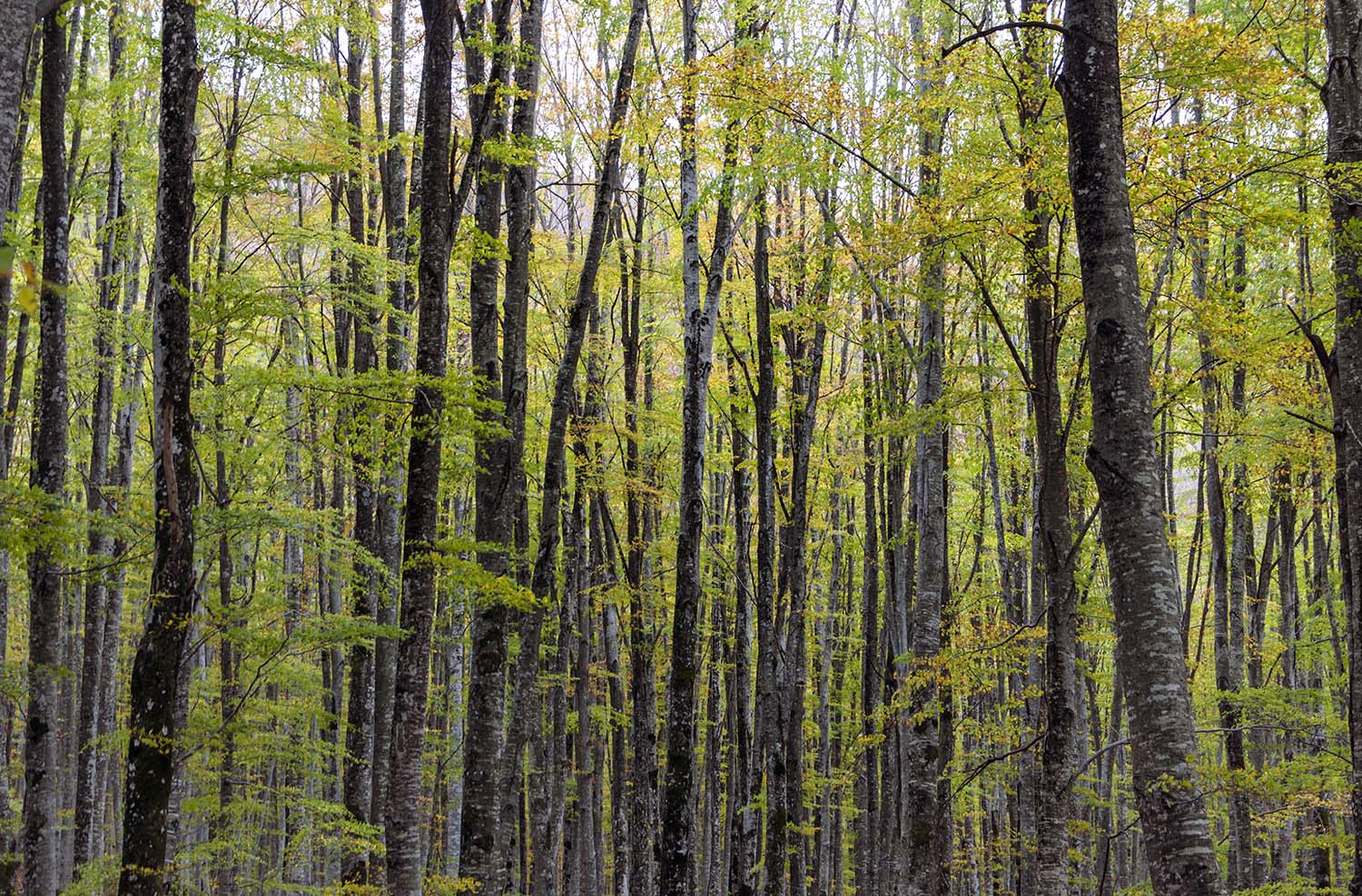 GreenTrees