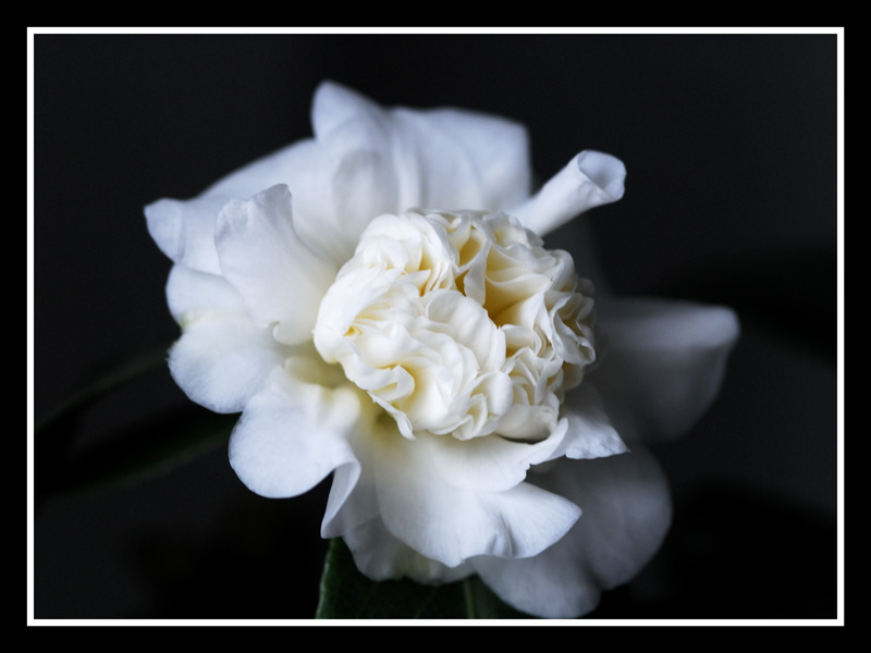 Camelia