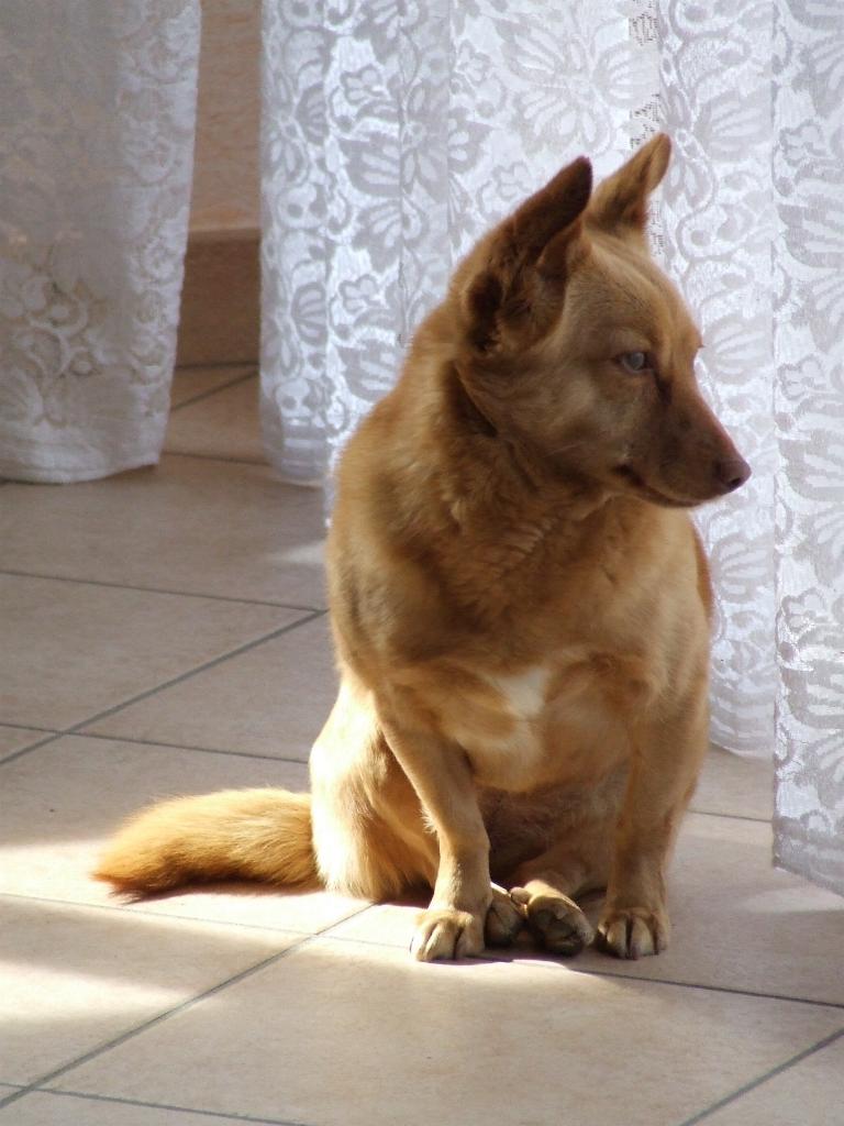 il mio cane