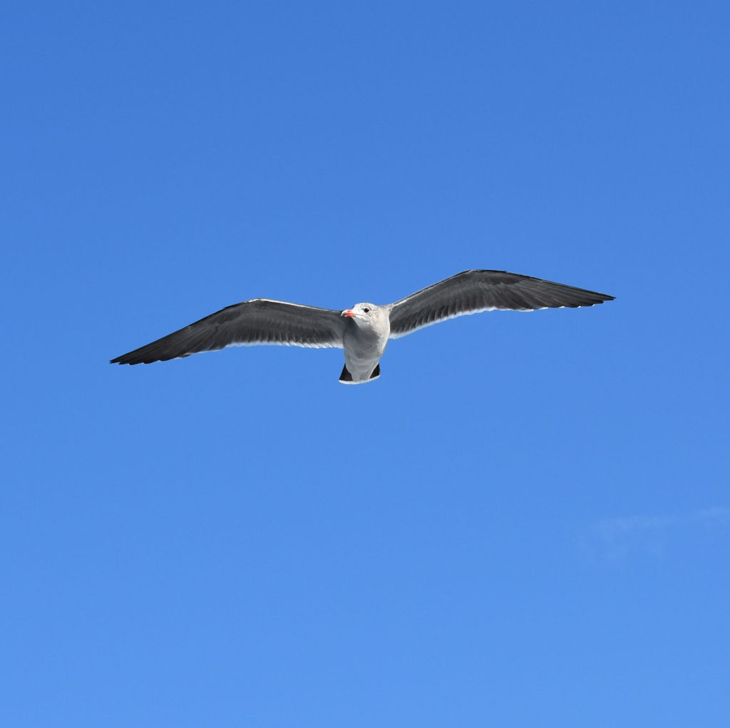 Catalina