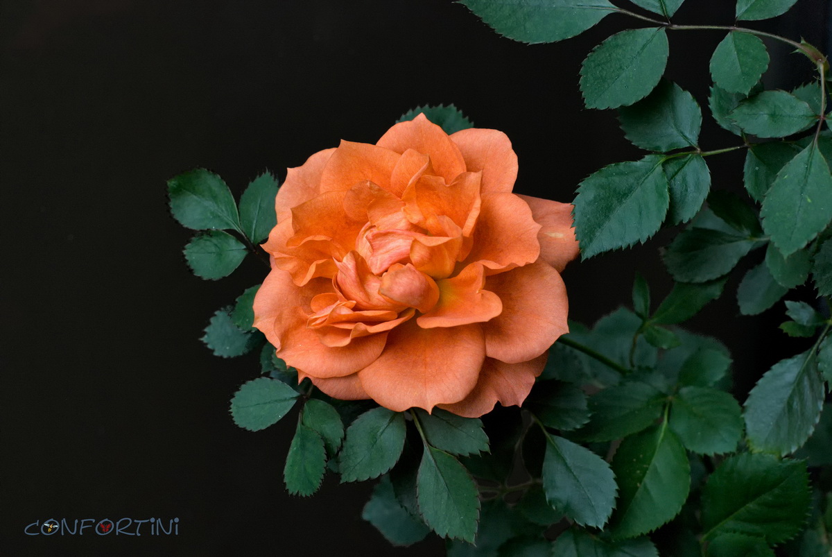Rosa d'inverno