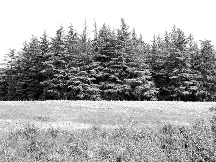 alberi