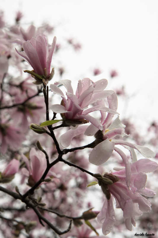 Magnolia