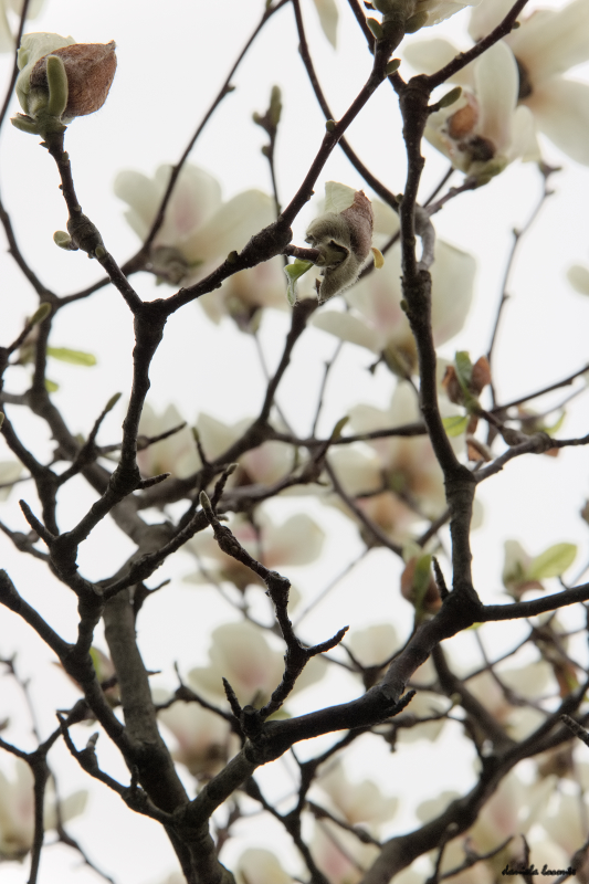 Magnolia