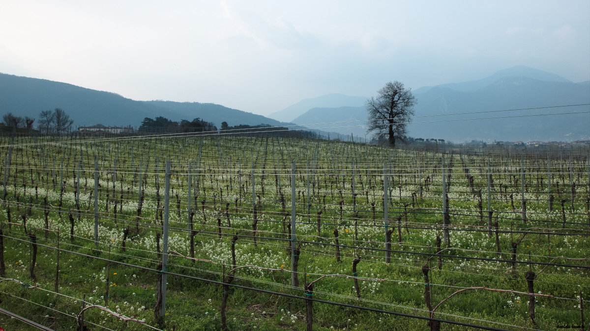 I vigneti Barone Pizzini in Franciacorta