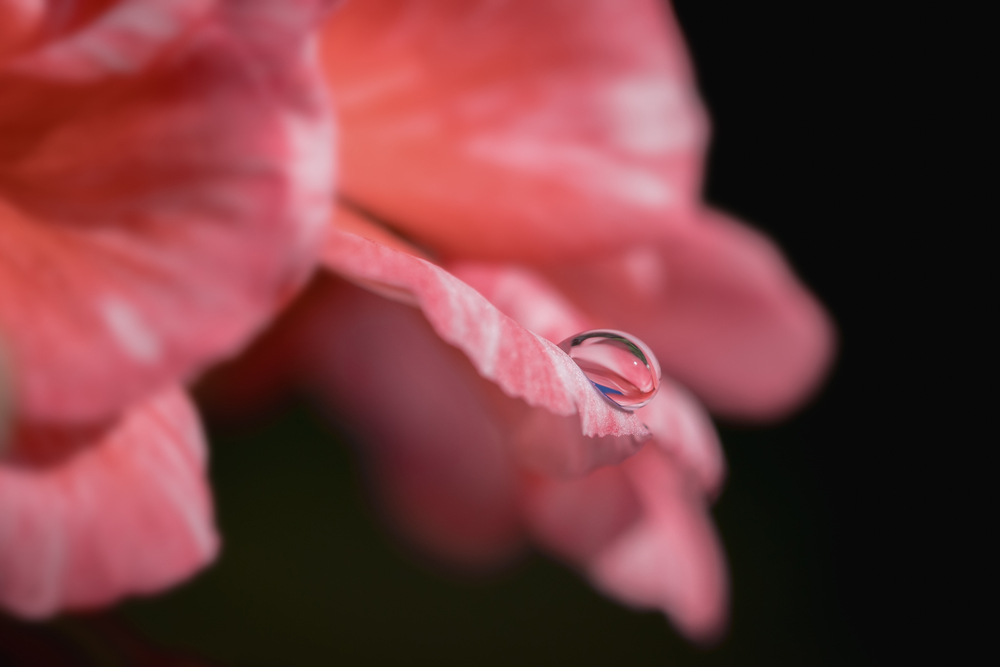 Goccia su Fiore Rosa