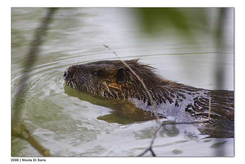 Nutria
