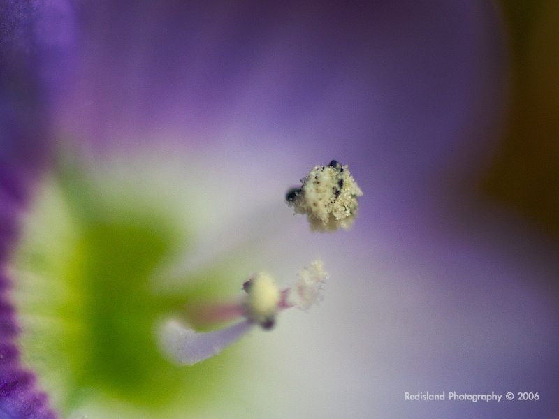 Flower 02