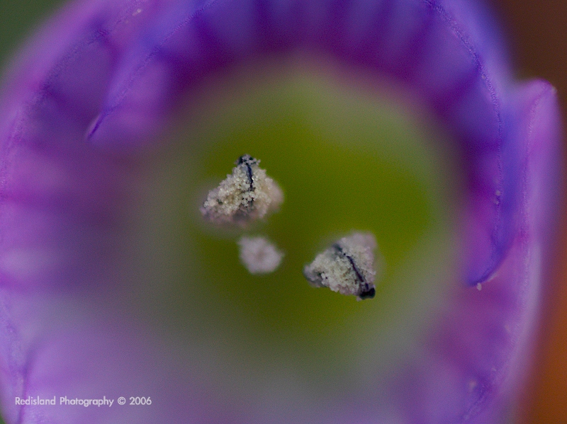Flower 03
