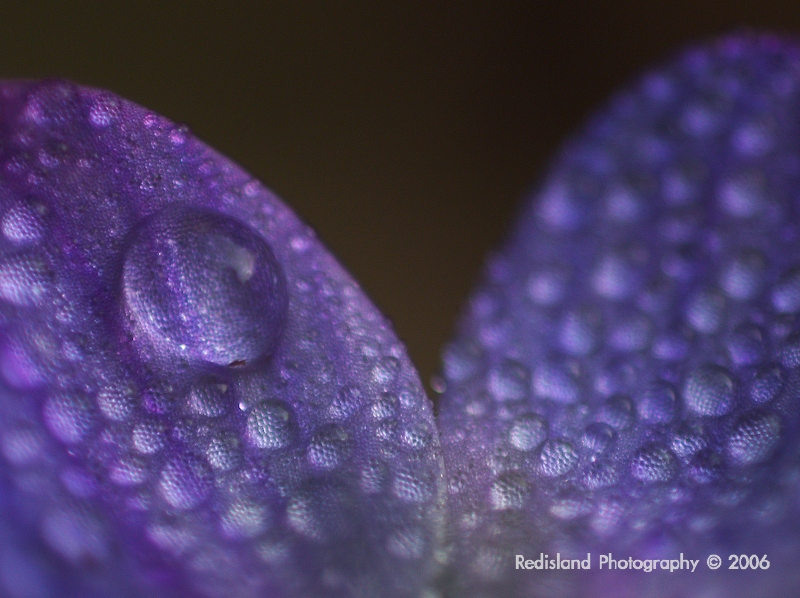 Flower 01