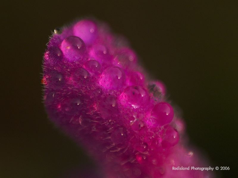 Flower 05