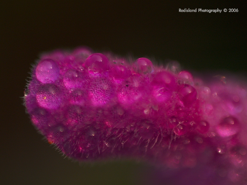 Flower 06