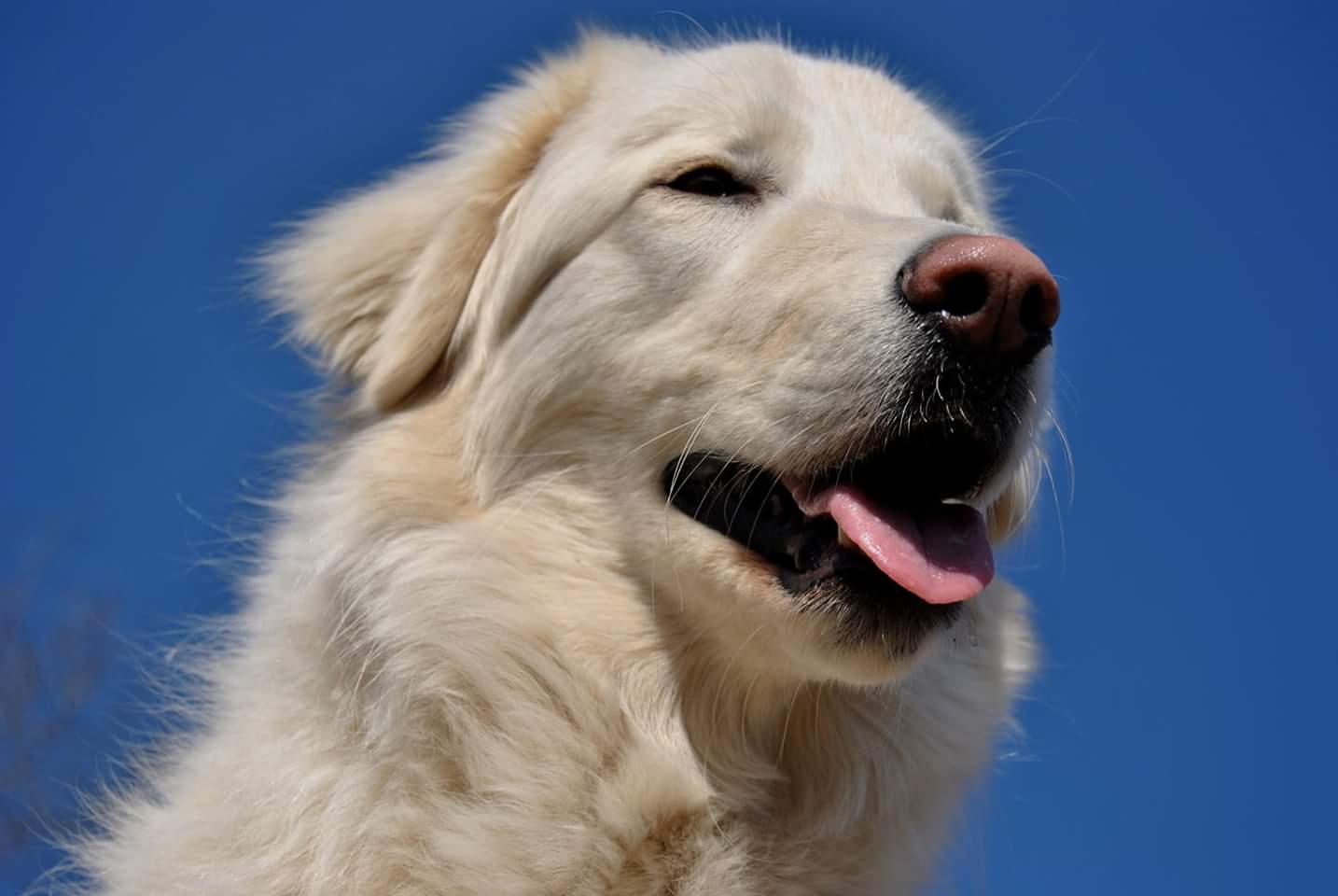 Cane