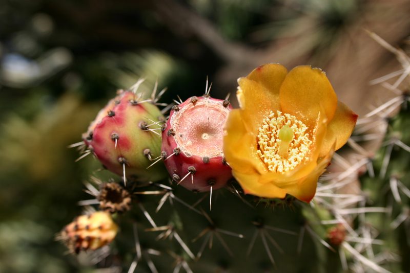 Fiore-Cactus