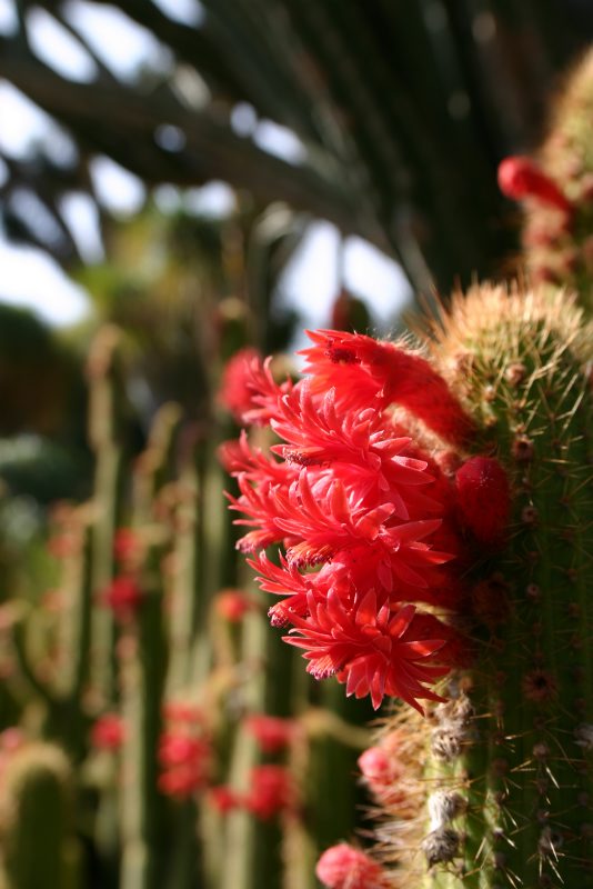 Fiore-cactus2