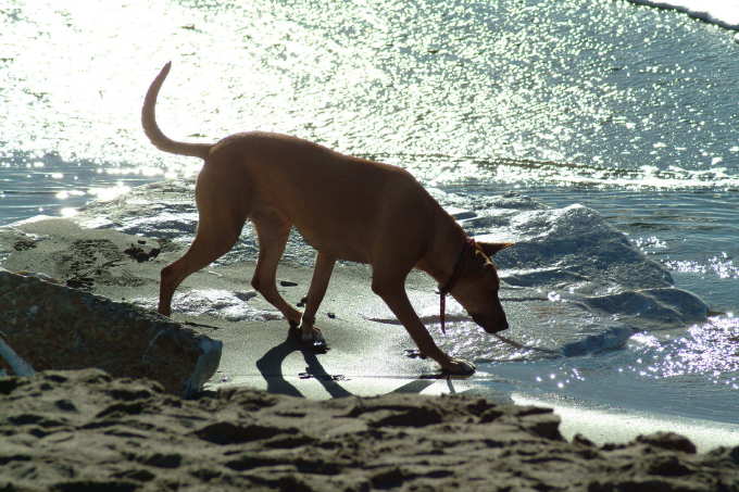 Fido