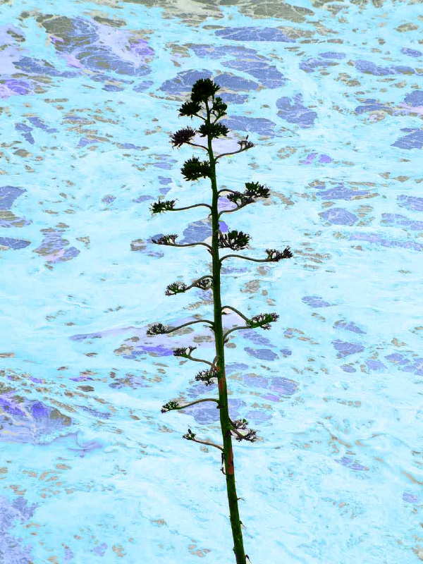 Agave