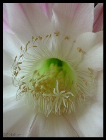 flower's heart
