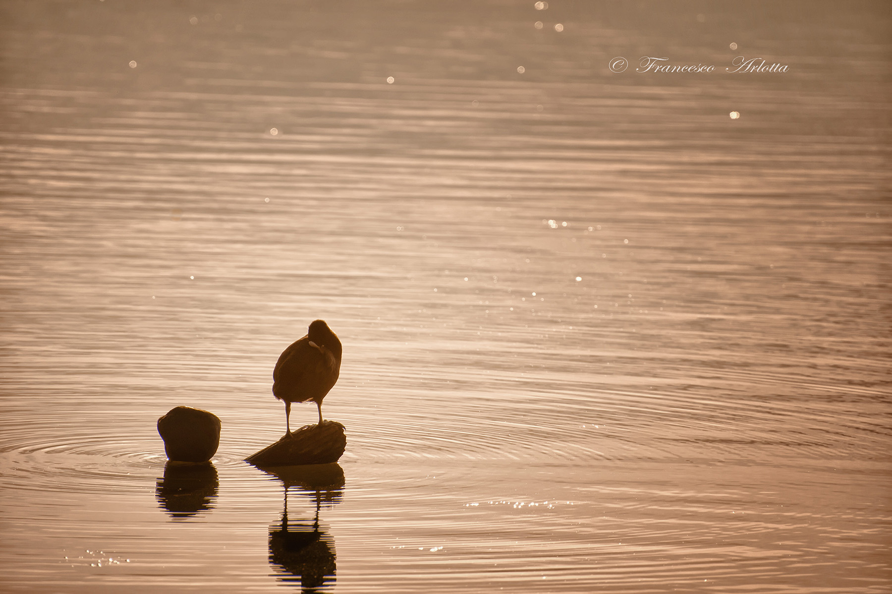 Lago Trasimeno