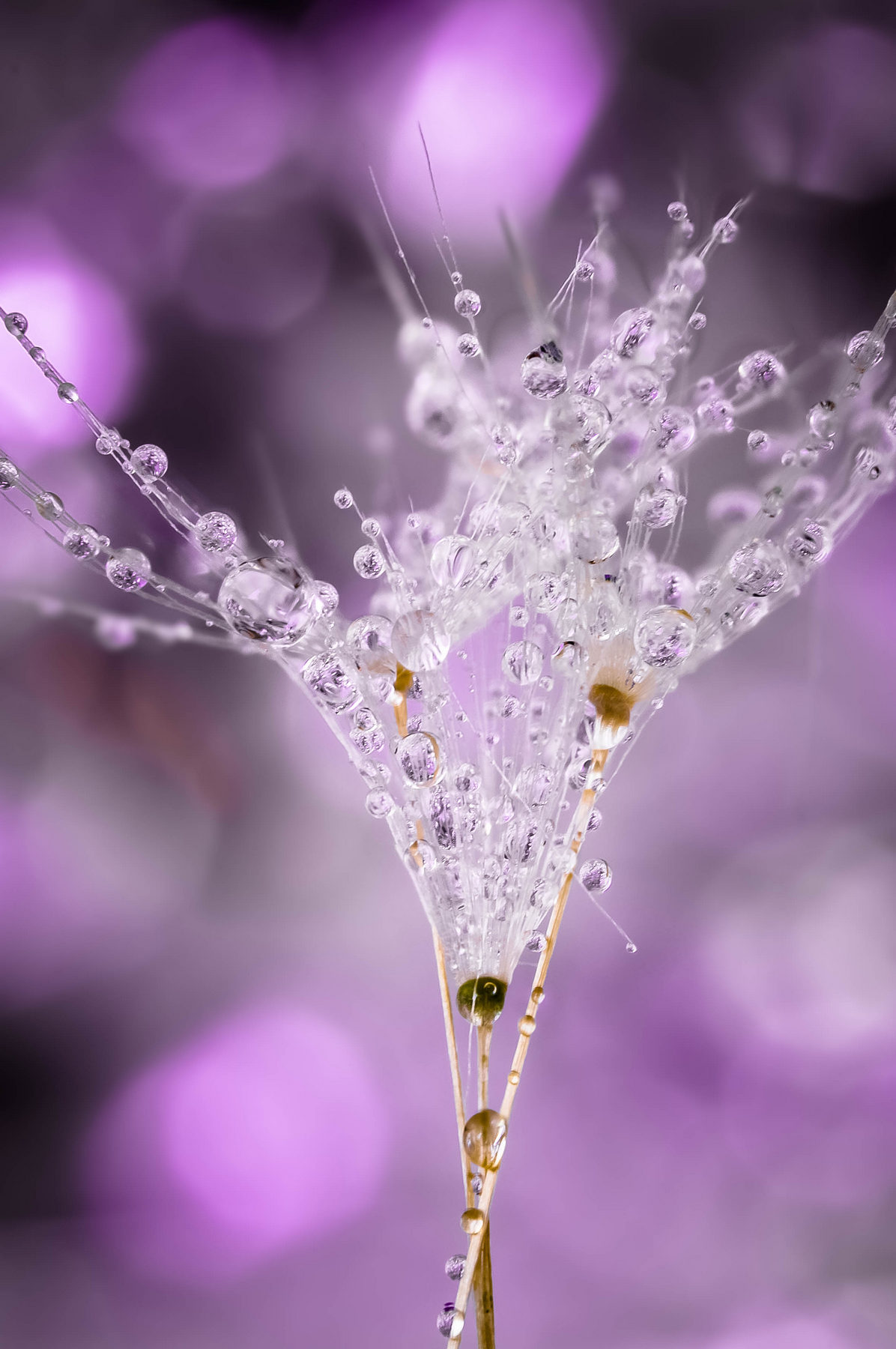 Drops e Flowers Gocce e Fiori Riflessi by Mario JR Nicorelli con Nikon D300s Macro fotografia - Macro Photography - Macro Foto
