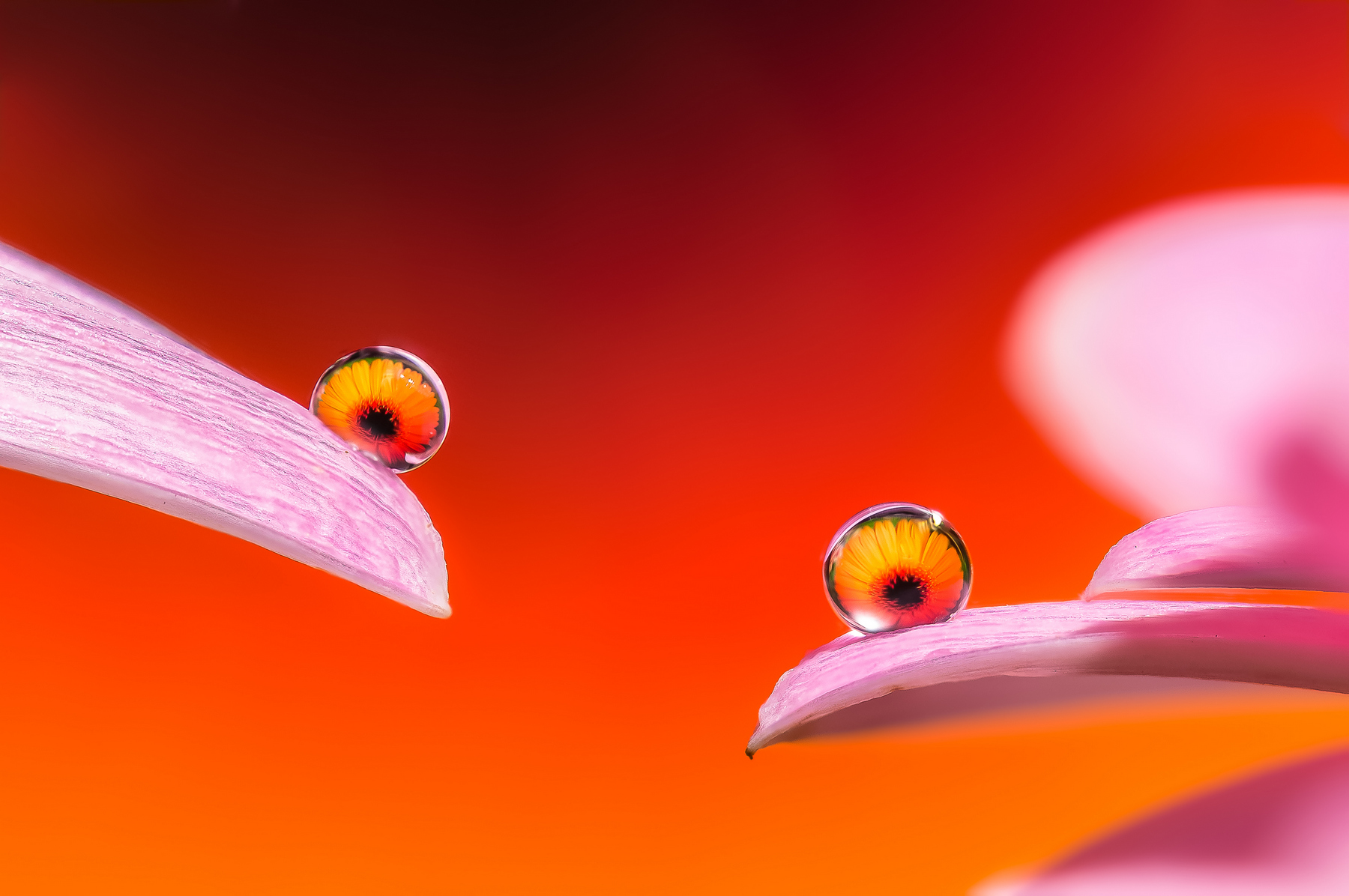 Drops e Flowers Gocce e Fiori Riflessi by Mario JR Nicorelli con Nikon D300s Macro fotografia - Macro Photography - Macro Foto