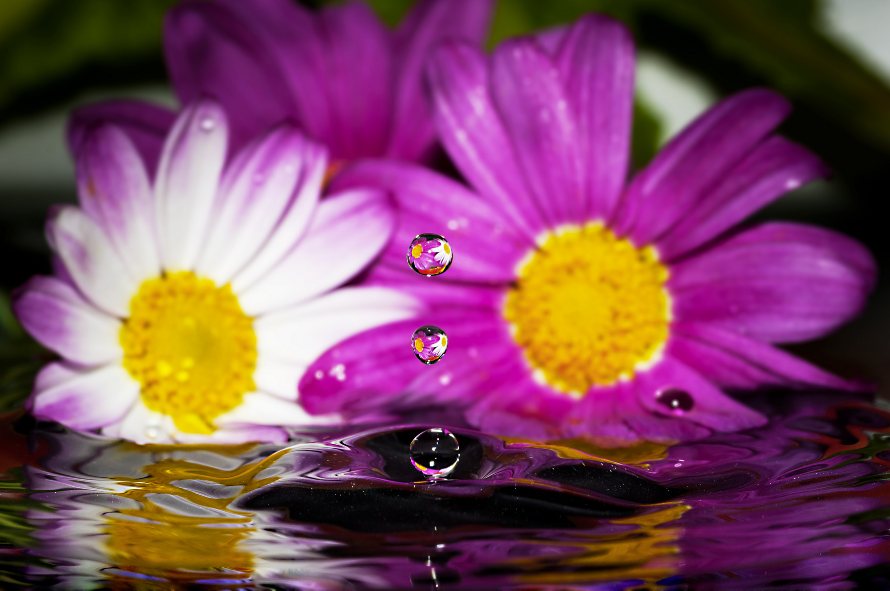 Drops e Flowers Gocce e Fiori Riflessi by Mario JR Nicorelli con Nikon D300s Macro fotografia - Macro Photography - Macro Foto