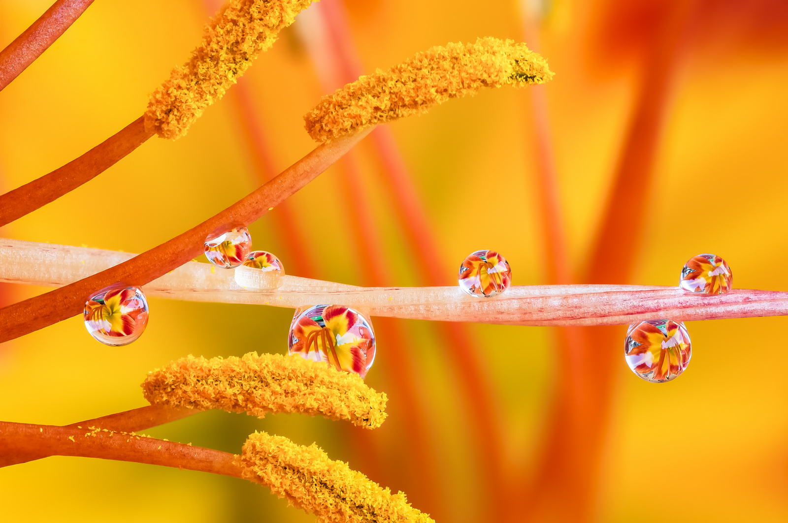 Drops Flowers Gocce Fiori Riflessi