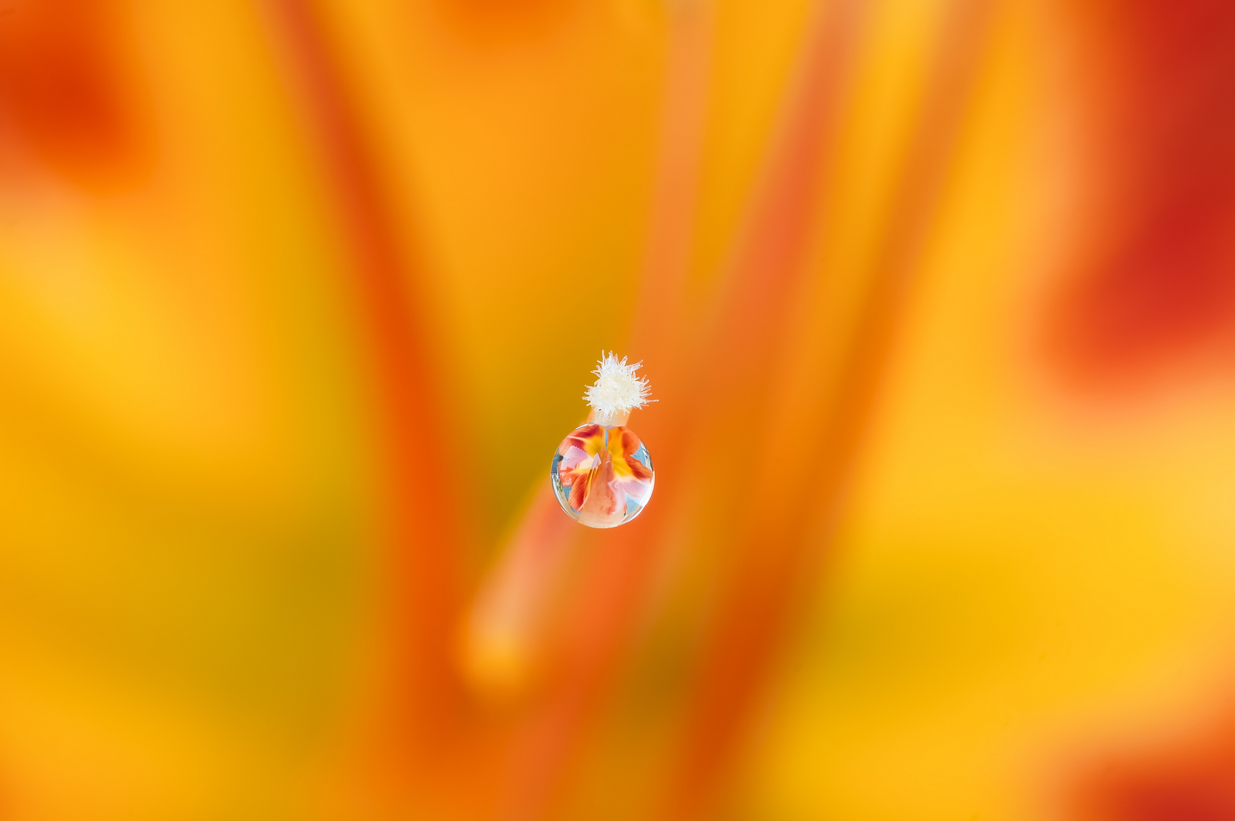Drops Flowers Gocce Fiori Riflessi