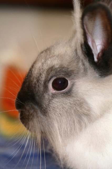 Mr. Floppy