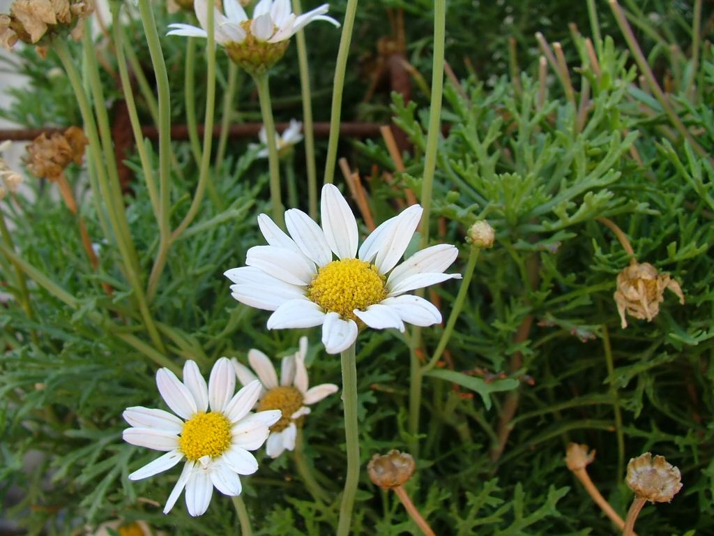Margherita