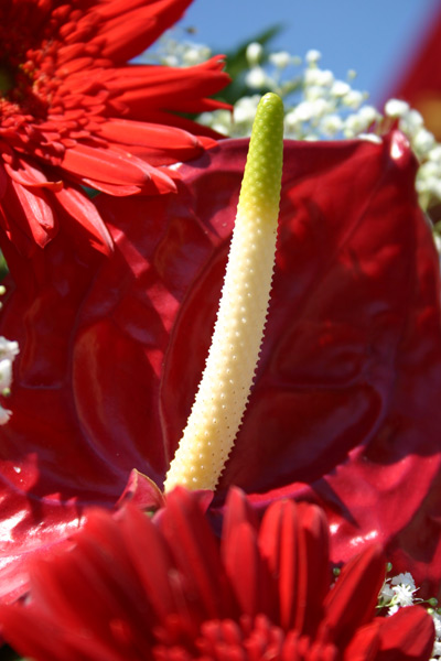 fiore
