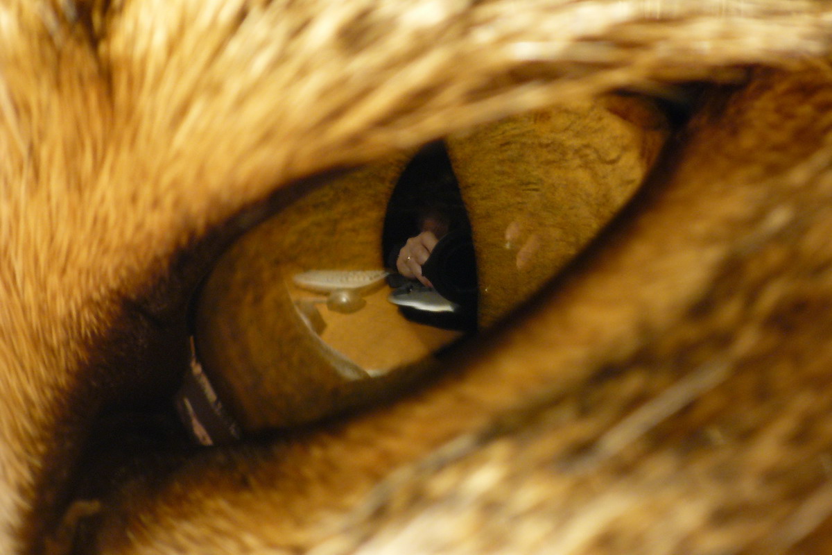 Occhio di gatto