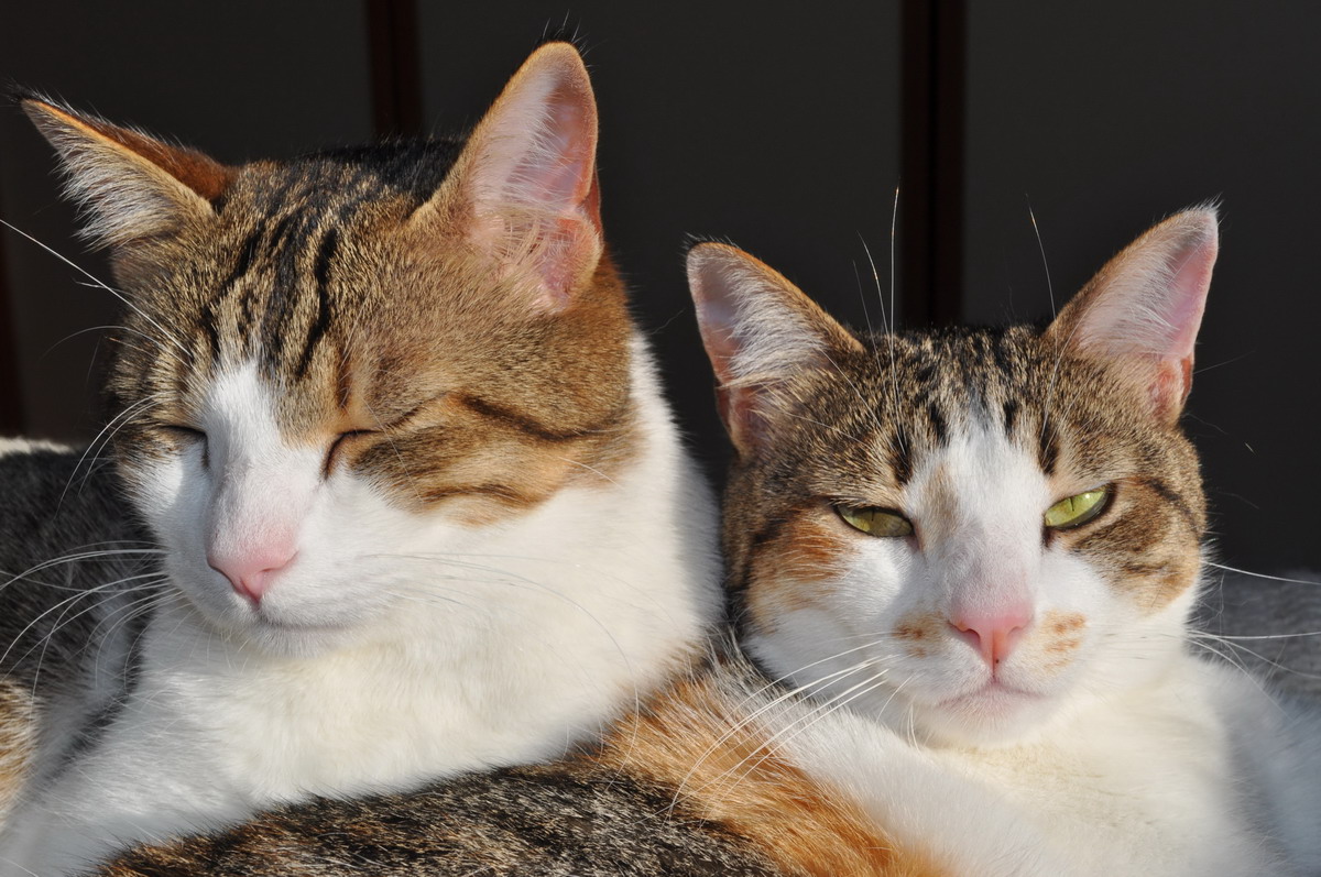 Fratelli