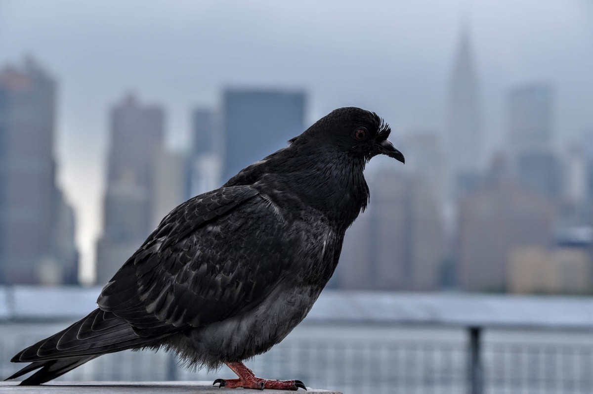 Piccione a NYC