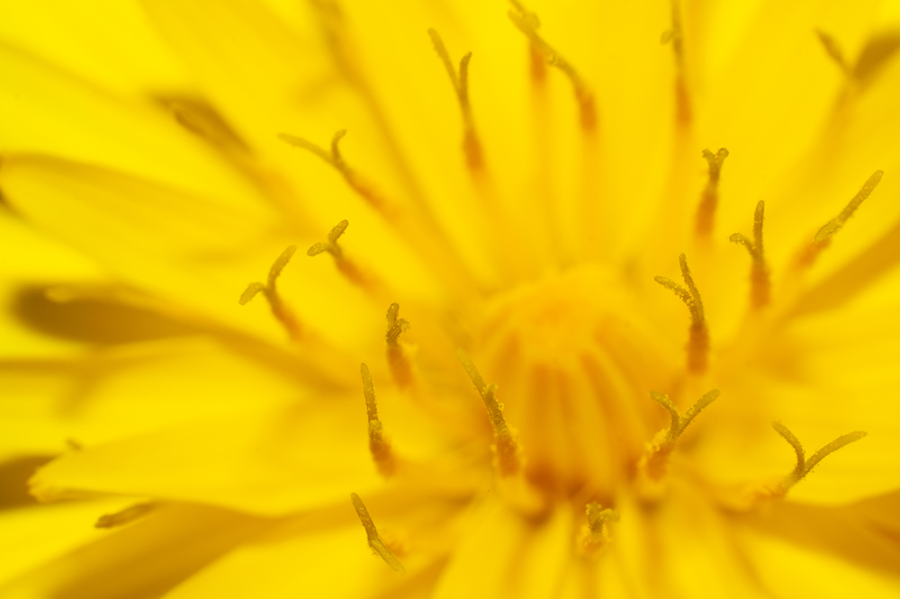 Giallo