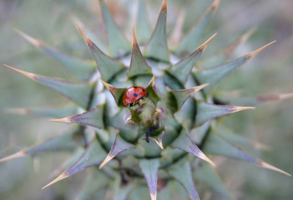 Coccinella