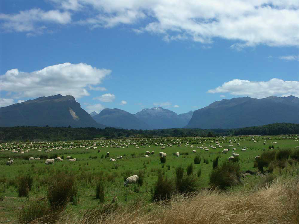 nz16