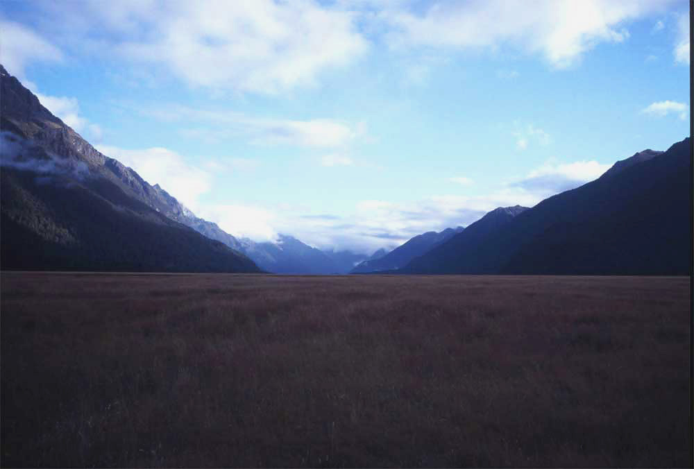 nz21