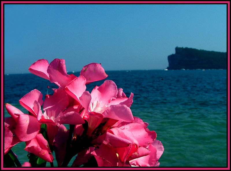 cartolina isola dei conigli