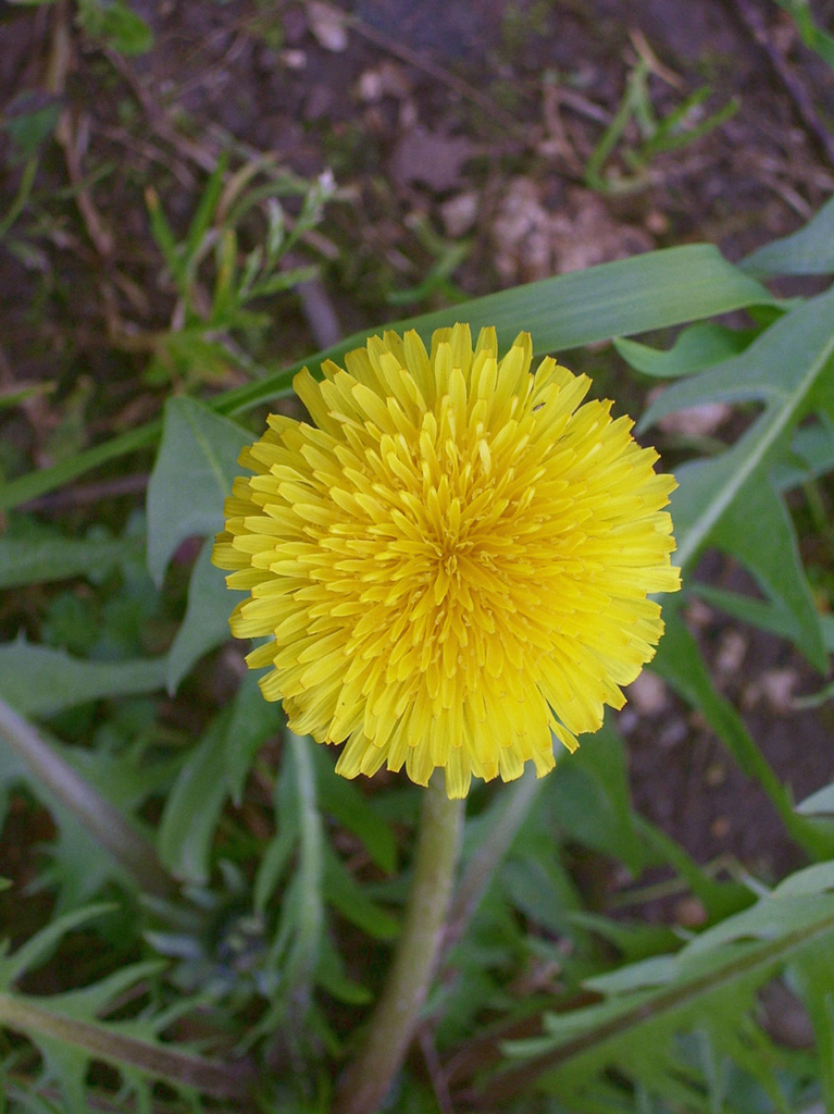 KODAK C340- 2MP