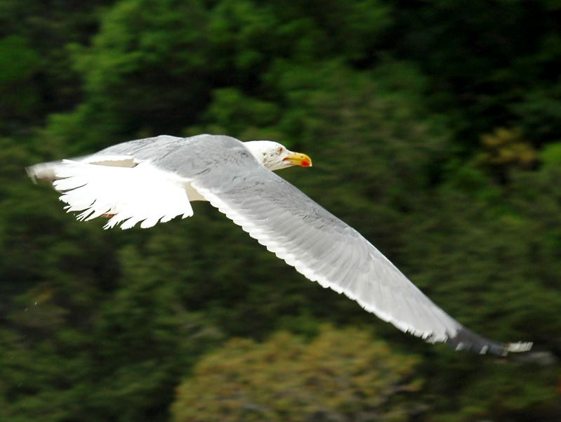 Gabbiano in volo