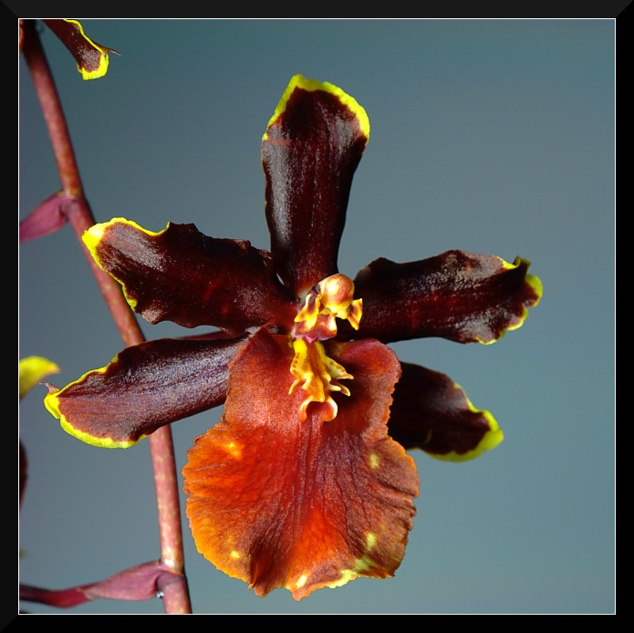 Orchidea