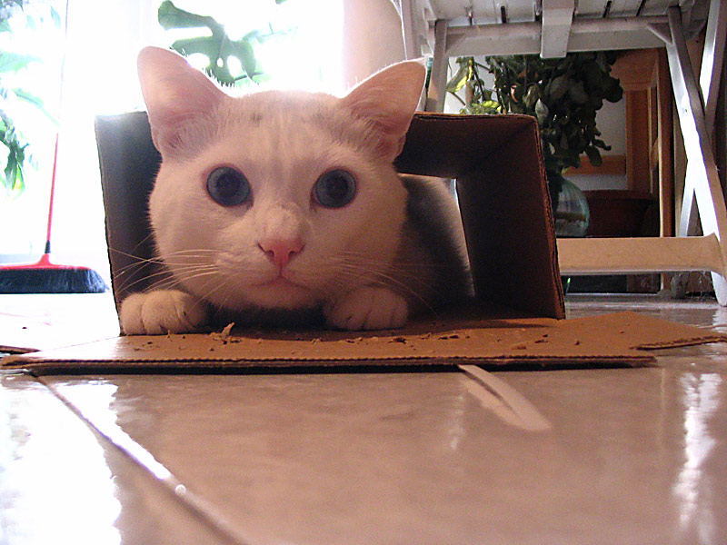 gatto tartarugo