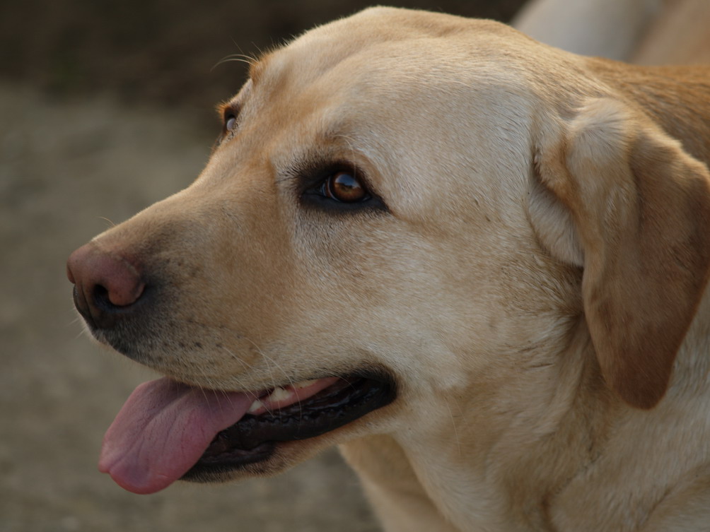 INDY, la mia fedele amica